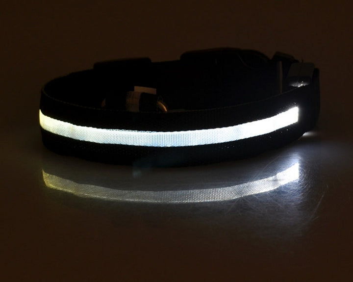 Luminous Dog Collar for Safe, Stylish Night Walks | Paw Paw Trails