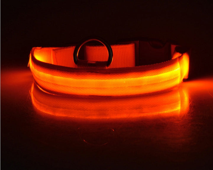 Luminous Dog Collar for Safe, Stylish Night Walks | Paw Paw Trails