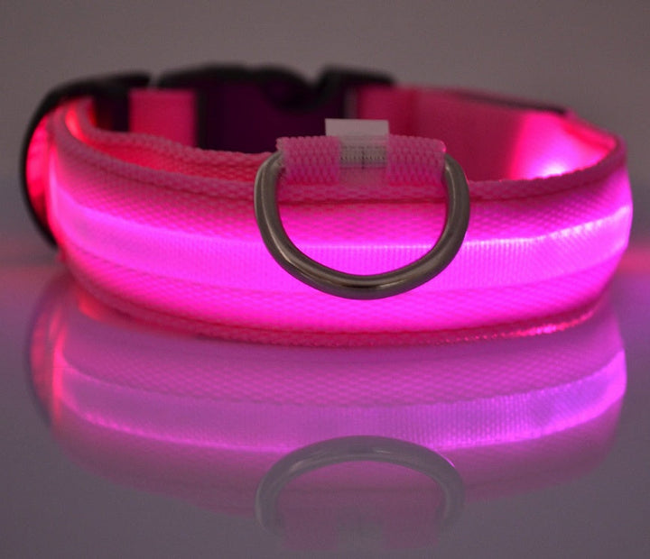 Luminous Dog Collar for Safe, Stylish Night Walks | Paw Paw Trails