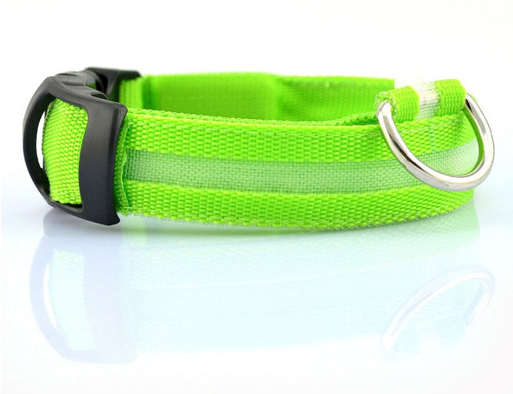 Luminous Dog Collar for Safe, Stylish Night Walks | Paw Paw Trails