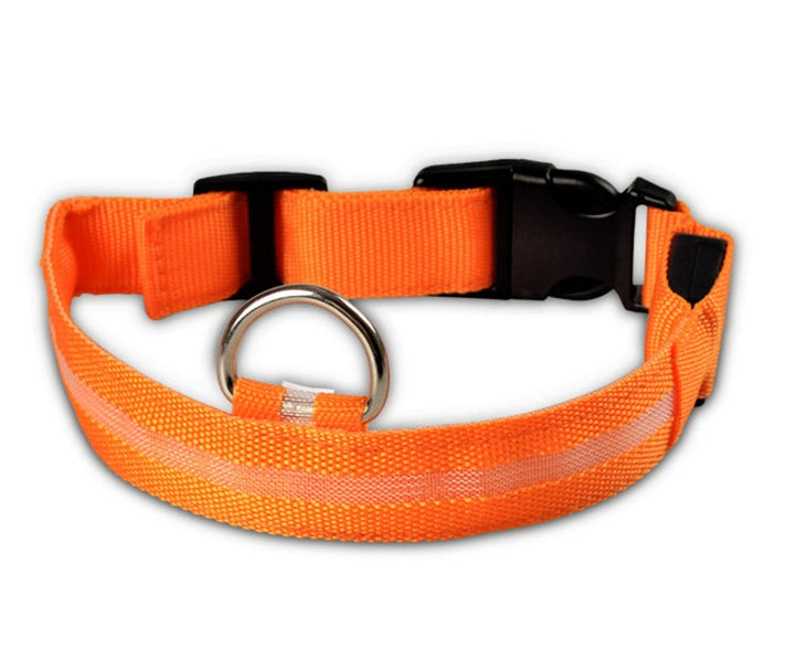 Luminous Dog Collar for Safe, Stylish Night Walks | Paw Paw Trails