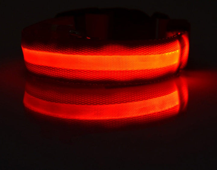 Luminous Dog Collar for Safe, Stylish Night Walks | Paw Paw Trails