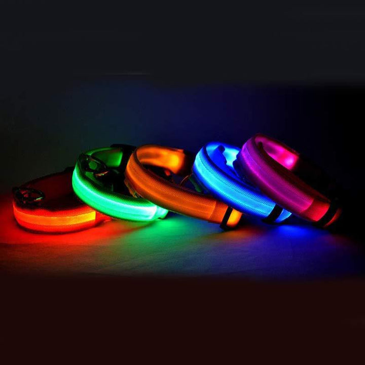 Luminous Dog Collar for Safe, Stylish Night Walks | Paw Paw Trails