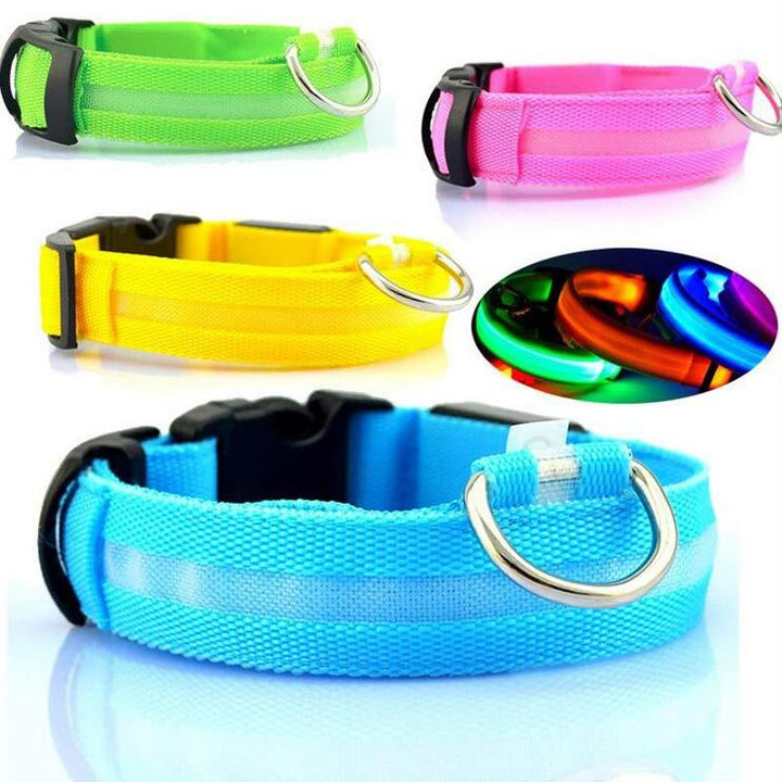 Luminous Dog Collar for Safe, Stylish Night Walks | Paw Paw Trails