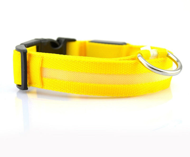 Luminous Dog Collar for Safe, Stylish Night Walks | Paw Paw Trails