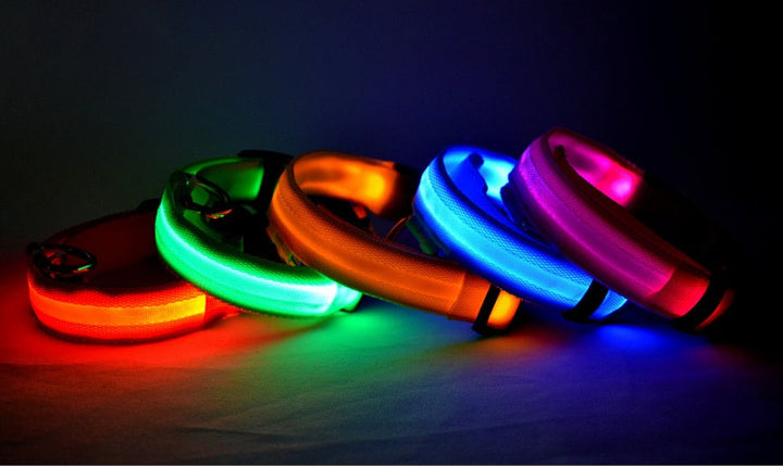 Luminous Dog Collar for Safe, Stylish Night Walks | Paw Paw Trails