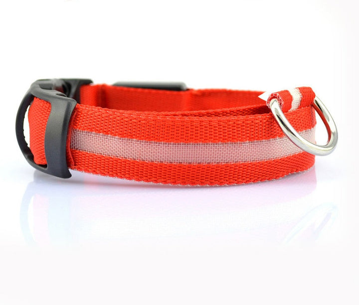 Luminous Dog Collar for Safe, Stylish Night Walks | Paw Paw Trails