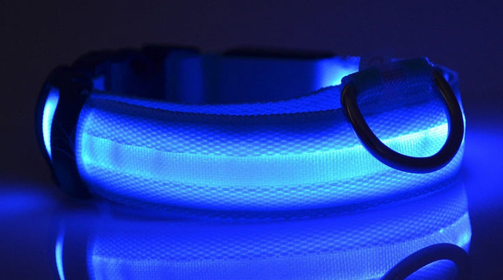 Luminous Dog Collar for Safe, Stylish Night Walks | Paw Paw Trails